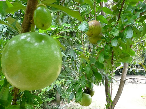 Qua dao tien có an duọc khong?