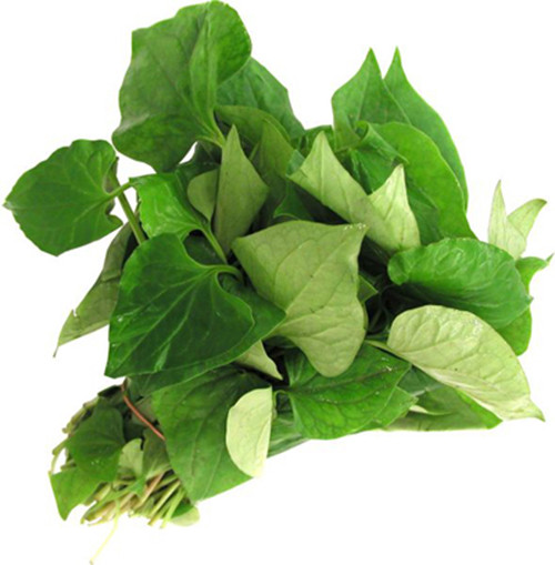 Cách dùng rau diep ca tri soi mat