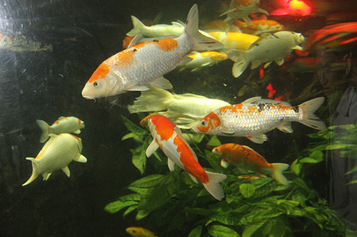 Phong thuy: Cach nuoi ca de nha dep, vuong tai loc