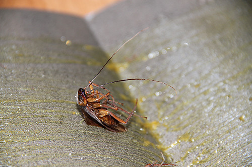 Su that bat ngo ve chieu duoi gian bang tinh dau