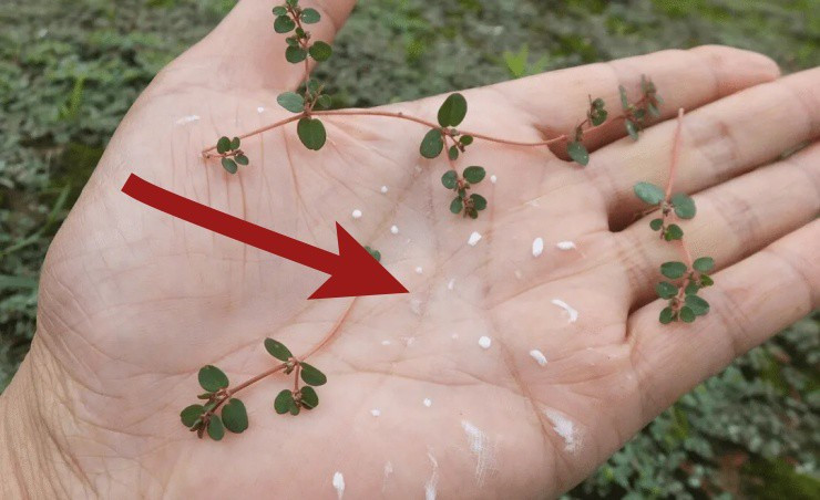 “Hái ra tiền” từ cây dại biết “tiết ra sữa” “Hai ra tien” tu cay dai biet “tiet ra sua”