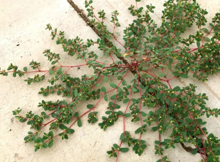 “Hái ra tiền” từ cây dại biết “tiết ra sữa” - Hình 2 “Hai ra tien” tu cay dai biet “tiet ra sua”-Hinh-2