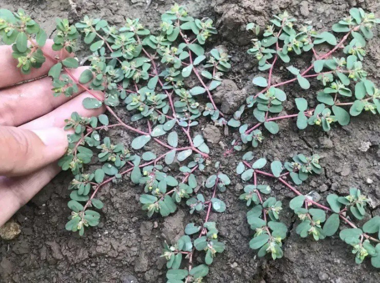 “Hái ra tiền” từ cây dại biết “tiết ra sữa” - Hình 3 “Hai ra tien” tu cay dai biet “tiet ra sua”-Hinh-3