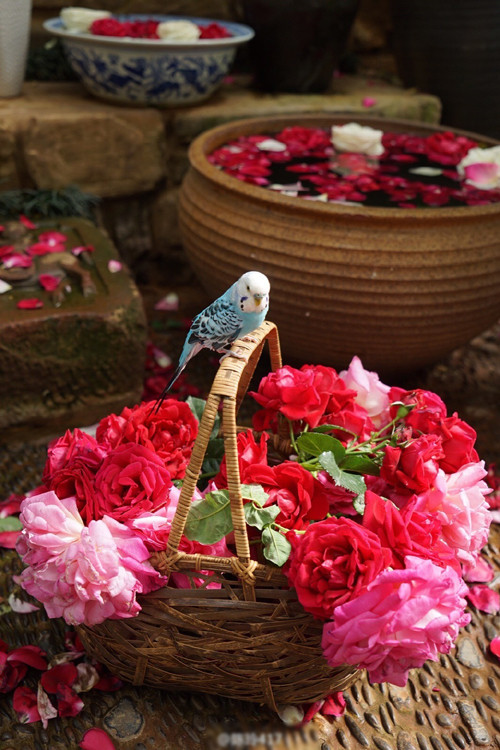 Được biết, Dương Lệ Bình đã tự tay trồng nhiều loài hoa trong khu vườn của mình. Cô sử dụng hoa để trang trí, cắm trong nhà, tạo nên khung cảnh, bầu không khí yên ả, tạo cảm giác thoải mái, bình yên với bất kỳ vị khách nào ghé thăm.