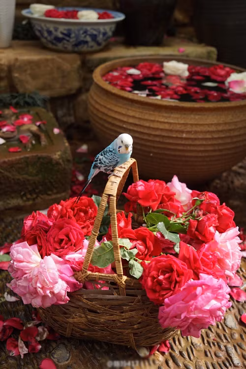 Được biết, Dương Lệ Bình đã tự tay trồng nhiều loài hoa trong khu vườn của mình. Cô sử dụng hoa để trang trí, cắm trong nhà, tạo nên khung cảnh, bầu không khí yên ả, tạo cảm giác thoải mái, bình yên với bất kỳ vị khách nào ghé thăm.