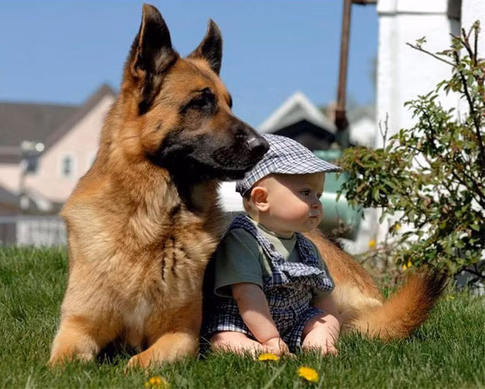 Điều khá thú vị đó là loài động vật bốn chân này luôn có tình cảm đặc biệt với cô cậu chủ nhỏ.