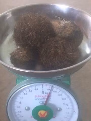 Do xo di xem 4 di vat nghi “cat lon” quy hiem-Hinh-2