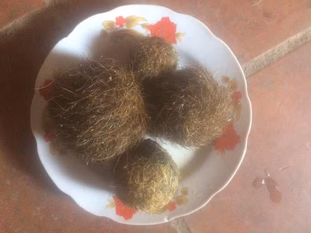 Do xo di xem 4 di vat nghi “cat lon” quy hiem