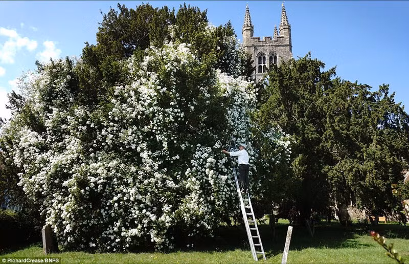 Dep ngo ngang cay hoa hong khong lo hon tram tuoi