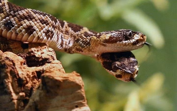 Trong ảnh là một con rắn đuôi chuông hai đầu cực hiếm khác đang khám phá môi trường trong vườn thú ở thành phố Scheidegg, Đức. Đây cũng là con rắn đuôi chuông nổi tiếng vì đã vượt qua nghịch cảnh để trưởng thành. (Ảnh: Telegraph)