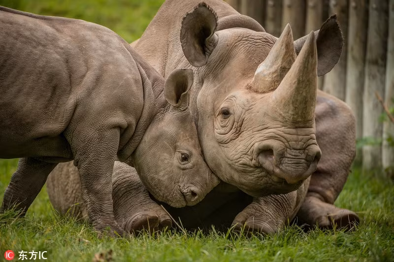 Tê giác con quậy phá ngất trời khiến mẹ bất lực - Hình 4 Te giac con quay pha ngat troi khien me bat luc-Hinh-4