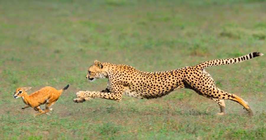 Tuy rằng là kẻ săn mồi cô độc nhưng tỉ lệ săn thành công của báo đốm lên tới 50%. Nếu như có sự hỗ trợ của đồng loại hay đội, nhóm, tỉ lệ săn của chúng có lẽ sẽ vượt qua cả sư tử hay chó hoang châu Phi. (Ảnh: Animalsworld)