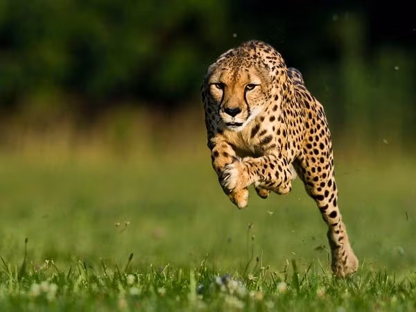 Báo đốm có cấu tạo sinh học để trở thành loài có vận tốc nhanh nhất trong họ nhà mèo, thậm chí là động vật chạy nhanh nhất, hơn bất kỳ động vật nào trên mặt đất và là một trong những kẻ săn mồi cừ khôi nhất trên thảo nguyên Châu Phi. (Ảnh: Pinterest)