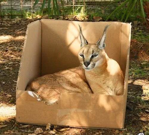 Linh miêu tai đen tạo dáng quyến rũ khi được nằm trong chiếc hộp vuông vắn, cứng cáp của mình. (Nguồn Mop)