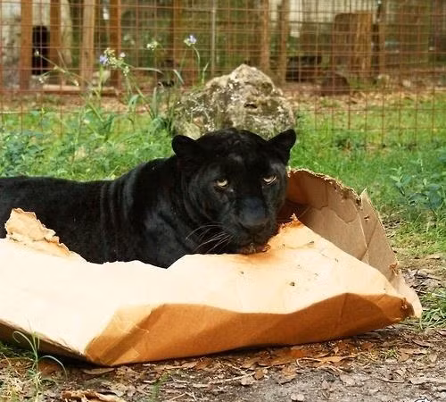 Báo đen ôm khư khư chiếc hộp giấy của mình như của quý. Nó cảnh giác với bất kỳ người nào đến gần. (Nguồn Mop)