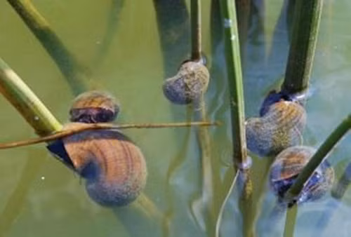 Có thể thấy, ký sinh trùng thực sự chiếm quyền kiểm soát cơ thể và các chức năng cơ thể của ốc. Về cơ bản ký sinh trùng biến những con ốc thành xác sống để kiểm soát, khống chế và sẽ sử dụng kỹ thuật kiểm soát tâm trí này để kéo dài cuộc đời của nó cho đến chừng nào có thể. (Nguồn Boredomtherapy)