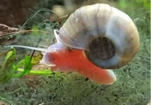 Ốc nước ngọt được coi là một trong những sinh vật nguy hiểm nhất trên thế giới. Những con nhuyễn thể nhỏ bé này có thể được tìm thấy trong hồ và ao trên khắp thế giới, và nhiều loài trong số chúng mang một loại ký sinh trùng chết người có thể truyền nhiễm được. (Nguồn Boredomtherapy)