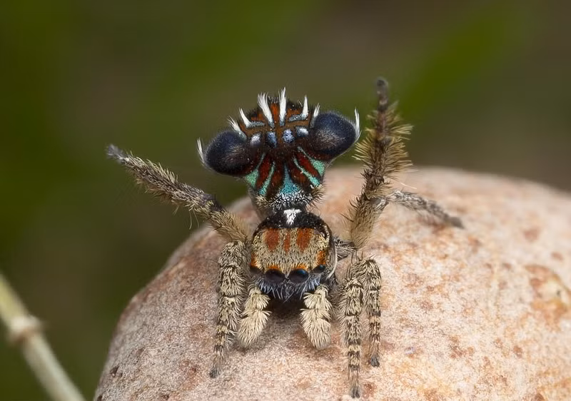 Doc chieu quyen ru ban tinh cua nhen nhay