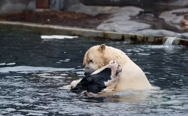 Su that dam mau phia sau anh gau Bac cuc hon bo sua-Hinh-2