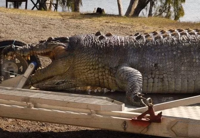 Kinh hai phat hien ca sau khong lo, trong nhu quai vat tien su-Hinh-3