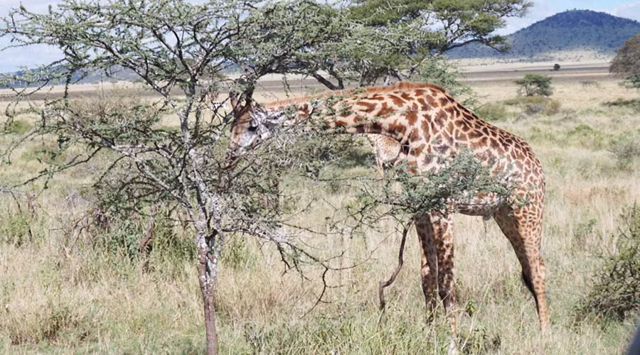 Nhiếp ảnh gia Bobby-Jo chia sẻ, cô đã chụp ảnh hươu cao cổ ở châu Phi trong suốt một thập kỷ nhưng đây là lần đầu tiên Bobby cảm thấy thú vị và ngạc nhiên như thế này. Cô hy vọng hình ảnh của mình sẽ truyền cảm hứng cho mọi người, hỗ trợ Tổ chức Bảo tồn Hươu cao cổ. (Nguồn Sina)