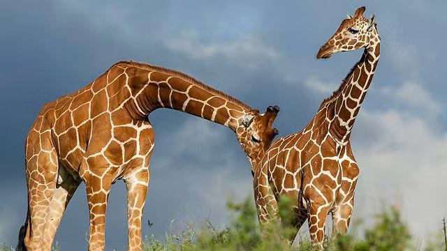 Các vết màu nâu đỏ với các cạnh sắc nét trải đều khắp cơ thể, thu nhỏ các vùng màu vàng nhạt lại, khiến toàn cơ thể của hươu cao cổ Somali trông khỏe mạnh, cứng cáp hơn. (Ảnh: BBC)