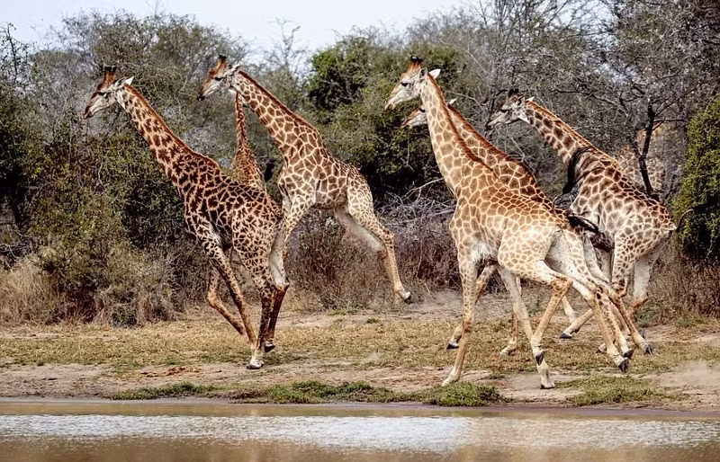 Sau đó, con hươu cao cổ đặc biệt này còn tham gia vào một trận chiến đấu đầy quyết liệt để giành quyền theo đuổi hươu cao cổ cái. (Nguồn Sina)