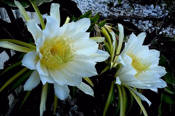 Tuy vậy, rất ít người biết đến rằng thanh long cũng có hoa rất đẹp. Những bông hoa nở buổi tối và sáng sớm héo tàn. (Ảnh: Flowerpictures)