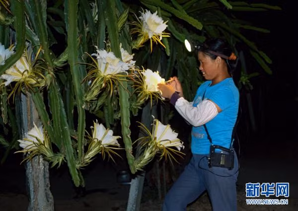 Trong thiên nhiên, những loài thực vật chỉ nở hoa vào buổi tối không nhiều, thường khi chọn cách nở hoa ban đêm là vì chúng muốn giảm thiểu lượng hơi nước bị bay mất. (Nguồn Sina)