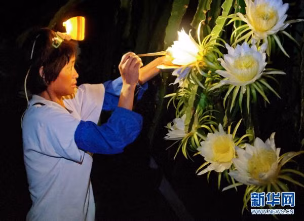 Bởi thanh long thụ phấn được phải nhờ tới phần lớn công sức của con người. Vì vậy khi hoa nở, những người phụ trách việc thụ phấn sẽ đội một chiếc mũ gắn những chiếc đèn điện sáng rực, cẩn thận, tỉ mỉ thụ phấn cho từng đóa hoa, mong rằng mỗi một đóa hoa đều có thể kết trái. (Nguồn Sina)