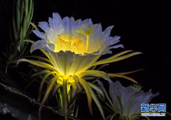 Bạn đã bao giờ nhìn thấy hoa thanh long hay chưa? Có tưởng tượng ra nó hình dạng như thế nào không? Thực tế, hoa thanh long tuy rất đẹp nhưng cũng là loại hoa sớm nở tối tàn. Tuy đẹp nhưng thời gian tồn tại không đủ để con người có thể thưởng thức. (Nguồn Sina)