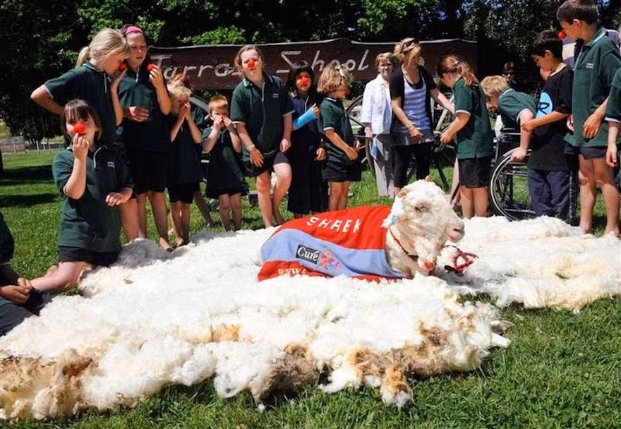 Đặc biệt, nhờ danh tiếng của Shrek, ngành xuất khẩu len lông cừu ở New Zealand đã tăng đột biến, thu được lợi nhuận khổng lồ. (Nguồn Youthwant)