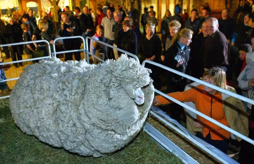 Sở hữu bộ lông dày gấp 6 lần bộ lông cừu bình thường, Shrek cũng gặp các vấn đề về sức khỏe, buộc phải để chủ nhân của mình cắt bỏ. Tuy nhiên, đối với người hâm mộ Shrek, sự kiện Shrek bị cắt lông là một sự kiện không thể bỏ qua. Thậm chí, đài truyền hình địa phương cũng rất mong đợi được phát sóng trực tiếp quá trình cắt bỏ lông của Shrek. (Nguồn Youthwant)