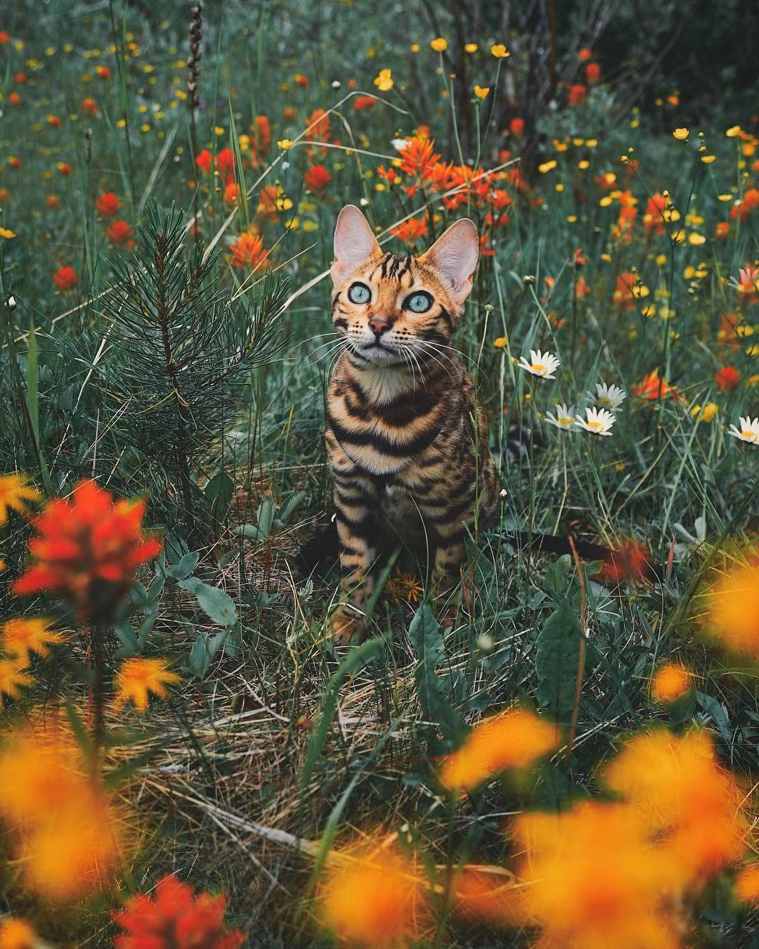 Theo chia sẻ, lúc đầu chủ nhân của Suki không định mang theo mèo cưng đi du lịch. Thế nhưng nghĩ đến chuyện du lịch dài ngày mà để Suki ở nhà, chủ nhân của chú cảm thấy quá tàn nhẫn và vô trách nhiệm, vì thế Suki trở thành bạn đồng hành của cô chủ. (Nguồn Youthwant)