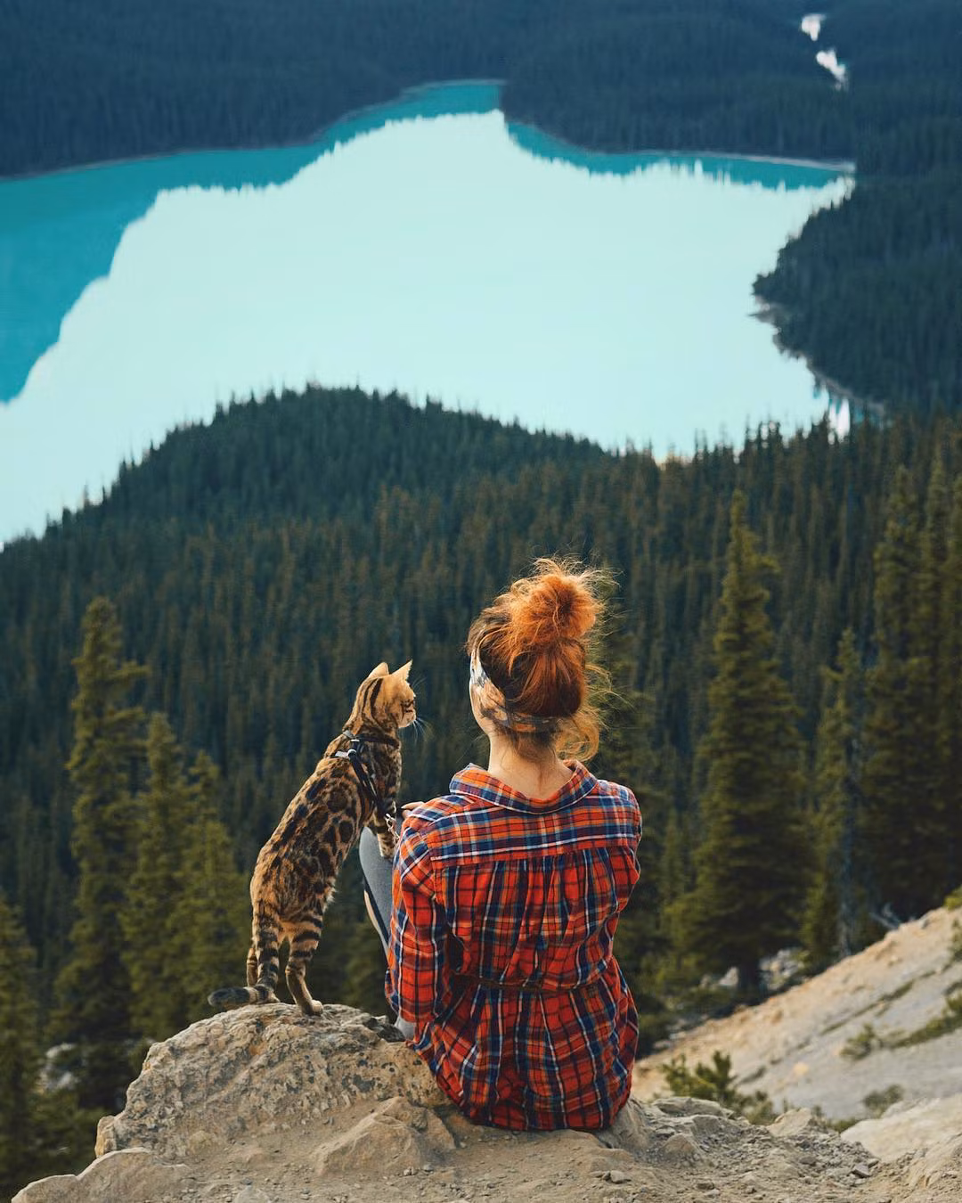 Sống một cuộc sống không giống như mèo cưng, hành trình khám phá thiên nhiên của Suki thực sự đã truyền cảm hứng cho rất nhiều người. (Nguồn Youthwant)