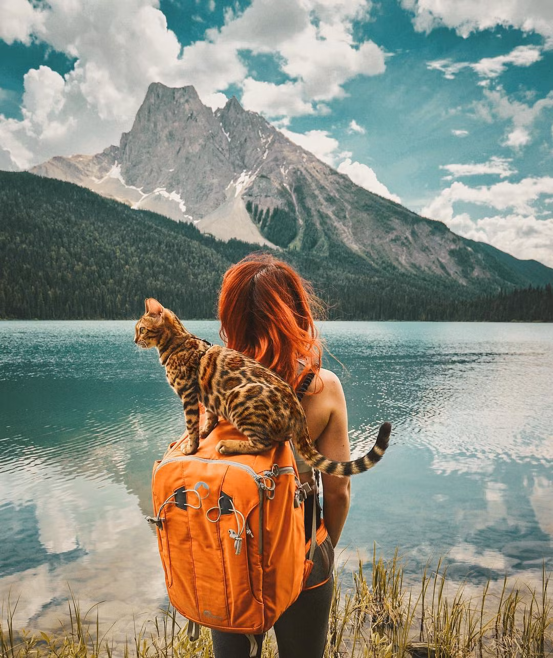 Mới đầu, Suki còn lạ lẫm và rất nhút nhát, thế nhưng in dấu trên nhiều nẻo đường, chú mèo ngày càng bạo dạn và thích thú hơn với những trải nghiệm mới. (Nguồn Youthwant)