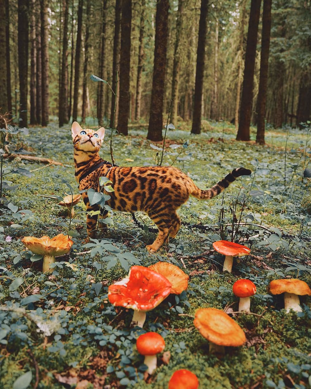 Đi đến bất cứ đâu, Suki cũng được chủ nhân của mình mang theo. Cả hai cùng chia sẻ những trải nghiệm, cùng thu vào mắt những cảnh tượng tuyệt đẹp. (Nguồn Youthwant)