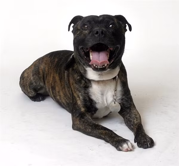 Hai hung cho bulldog phe ma tuy can chet chu nhan-Hinh-4