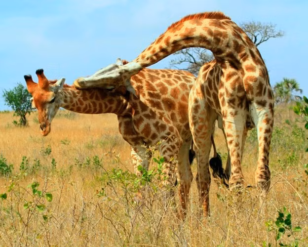 Chân của hươu cao cổ cũng là một thứ vũ khí đáng gờm, chúng có thể đá ở bất kỳ hướng nào và theo nhiều cách. Lực sản sinh từ cú đá của hươu cao cổ có thể đá bay đầu một con sư tử. Tuy nhiên, trong những cuộc chiến vì tình với đồng loại, hươu cao cổ thường rất ít sử dụng chân. (Ảnh: Pinterest)