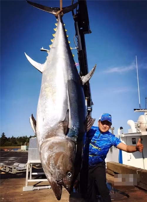 Bat duoc ca ngu vay xanh dai 3m, tri gia vai chuc ty dong