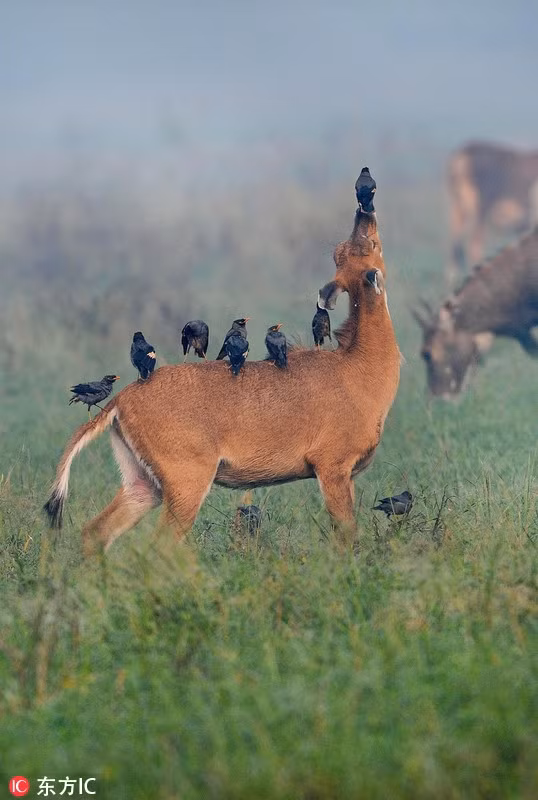 Vừa ăn vừa nói chuyện vô cùng rôm rả, những con chim bắt ve thực sự coi cơ thể của hươu như là nơi đỗ tạm của mình. (Nguồn Sina)