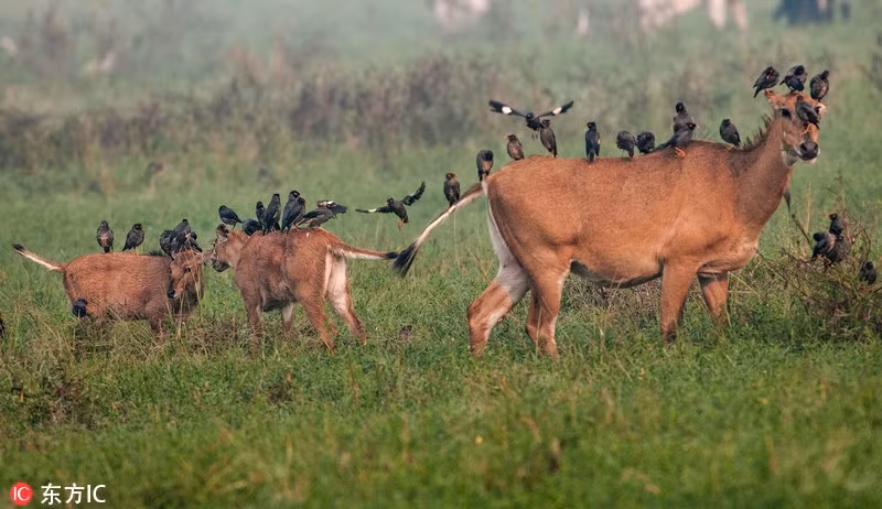 Điều kỳ lạ là những con chim bắt ve này không tụ tập trên một điểm của cơ thể hươu mà chúng xếp thành một hàng từ đỉnh đầu đến đuôi của những con hươu sau đó thản nhiên làm công việc bắt bọ, bắt ve của mình.(Nguồn Sina)