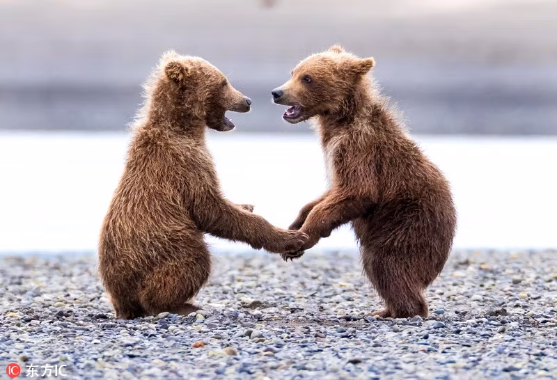 Mới đây, nhiếp ảnh gia Harold Klein đã chụp được những hình ảnh vô cùng ấn tượng về cuộc sống kịch tính của mẹ con gấu nâu hoang dã ở Alaska, khiến người xem không khỏi ngạc nhiên, thích thú. (Nguồn Sina)