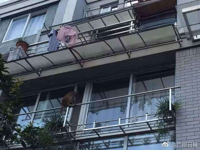 Khi hoang tap kich vao nha, dan so hai chay toan loan