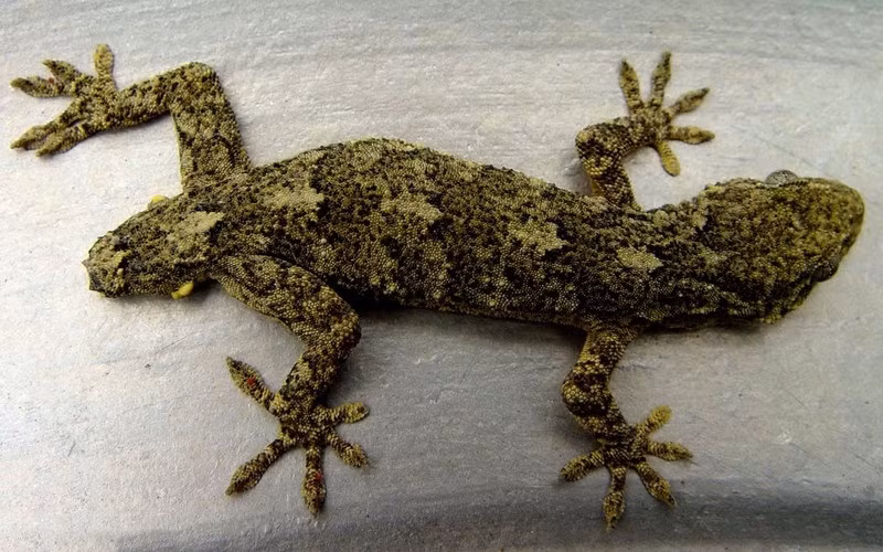 Do sự khác biệt quá lớn, những quái vật hai đầu thường không thể sinh sống lâu trong thế giới tự nhiên. Chúng có khả năng bị đồng loại, thậm chí là chính mẹ đẻ của mình xa lánh, bỏ rơi và kỳ thị. Trong ảnh là một con thằn lằn có những hai đầu, mọc ở hai hướng khác nhau. Cái đầu thứ hai mọc ra ở vị trí đáng lẽ phải là đuôi của nó. (Ảnh Sina)