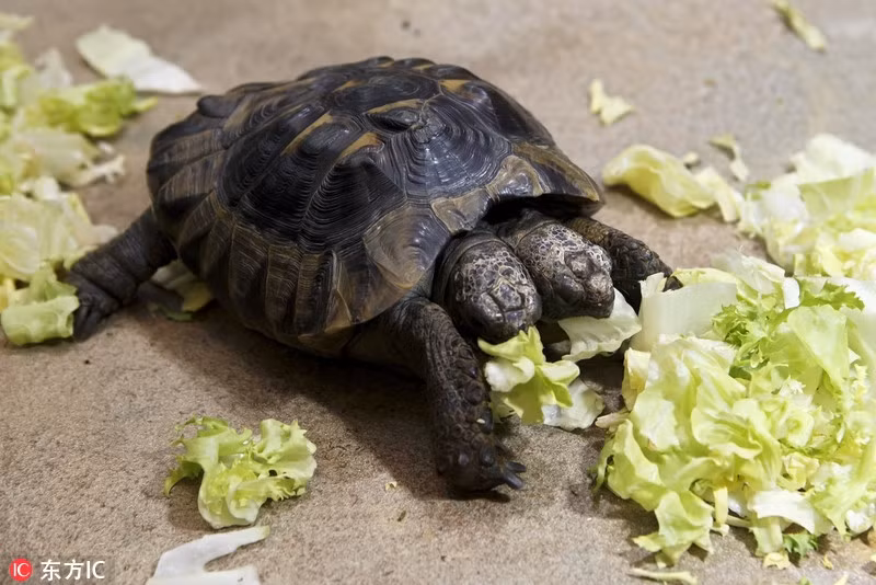 Thực tế, việc có hai đầu cũng khiến chuyện thích nghi với môi trường sống vốn dữ dội, khốc liệt lại càng trở nên khó khăn hơn đối với những động vật đột biến này. Chính vì vậy, khi được nuôi nhốt, những động vật kỳ diệu này sẽ có tuổi thọ cao hơn. Trong ảnh là một con rùa hai đầu được con người nuôi dưỡng. (Ảnh Sina)