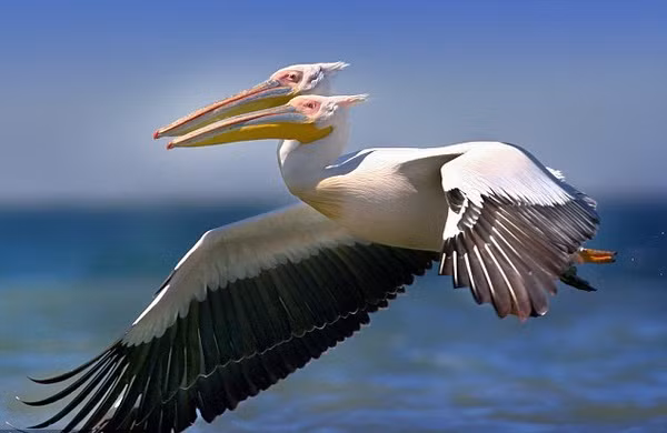 Có thể thấy, dù khác biệt, những động vật bị gọi là quái thú hai đầu này vẫn tồn tại và sinh trưởng được. Không thể phủ nhận, với sự tồn tại độc đáo của riêng mình, những động vật này đã làm phong phú, đa dạng giới sinh vật học toàn cầu, khiến con người không khỏi thán phục sự kỳ ảo của đấng tạo hóa. Trong ảnh là hình ảnh con chim bồ nông 2 đầu bay qua sông Danube. (Ảnh: Dailymail)