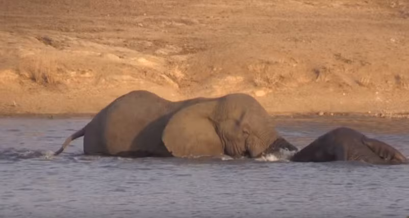 Trong khi đó, con voi đực đang đầm mình dưới dòng sông cũng không hề phản kháng mà sẵn sàng tiếp nhận sự làm quen của đồng loại. (Nguồn Africa Adventures)