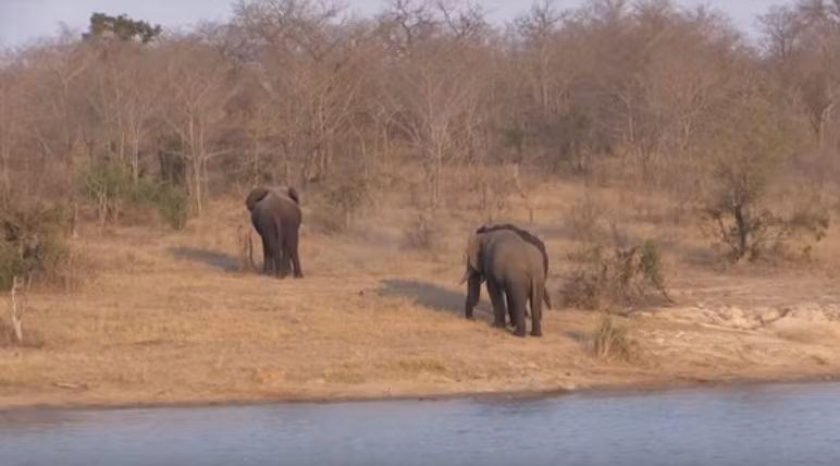Trong lúc đó, "kẻ thứ ba" vẫn đứng dậm chân tại chỗ như để chờ đợi cơ hội, muốn xen vào mối quan hệ của cặp voi đực đồng tính vừa quen. (Nguồn Africa Adventures)