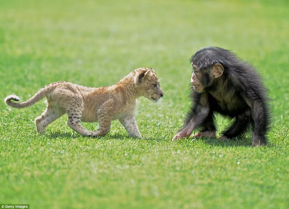 Họ cho Brave ăn cả trứng chim cút, sữa bột và các vitamin nhiều kháng thể. Sau một thời gian dài, sư tử con khỏe mạnh hơn rất nhiều và bạo dạn hơn, kết bạn với một con khỉ đột nhỏ có tên là Can. (Nguồn Chinanews)